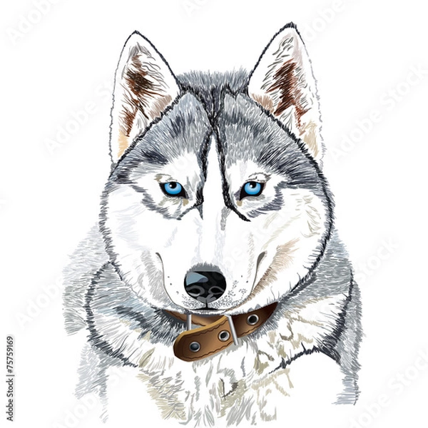 Fototapeta Siberian husky head