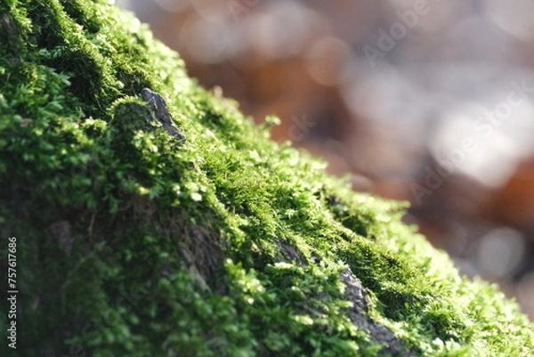 Obraz Mousse sur un tronc d'arbre
