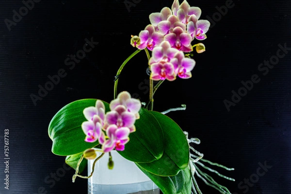 Obraz pink orchid in a vase