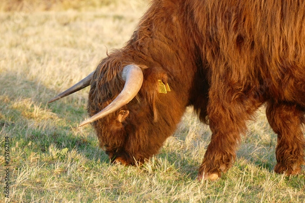 Fototapeta Scottish highlander.