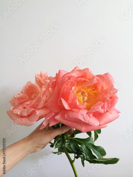 Obraz Large coral peonies