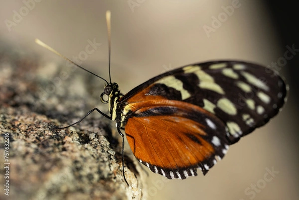 Obraz Tiger Longwing Butterfly