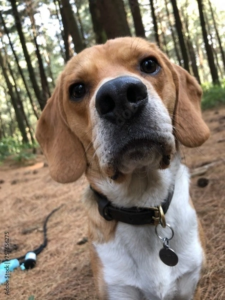 Obraz Dog in the grass