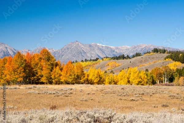 Obraz Aspens Aglow in Grand Tetons