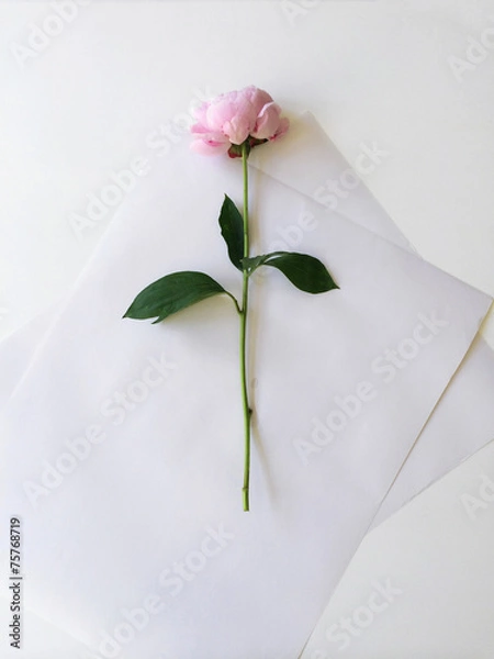 Obraz Single pink peony