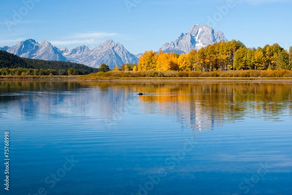 Obraz Moose swims in reflections of Grand tetons lake