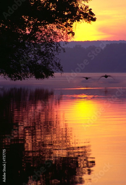 Fototapeta canada geese landing on lake at sunrise