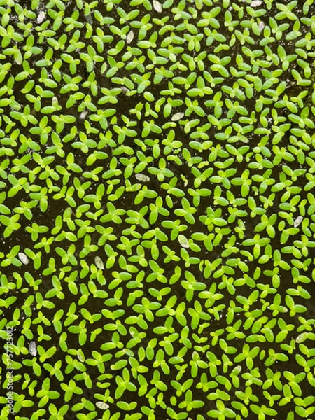 Fototapeta green leaves background