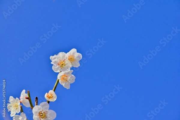 Fototapeta 青空と桜