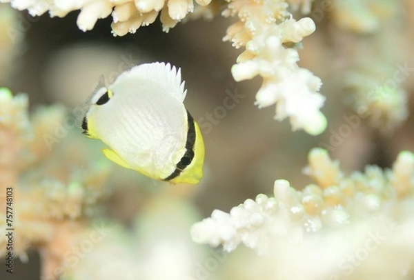 Obraz 可愛い幼魚　ミスジチョウチョウウオ