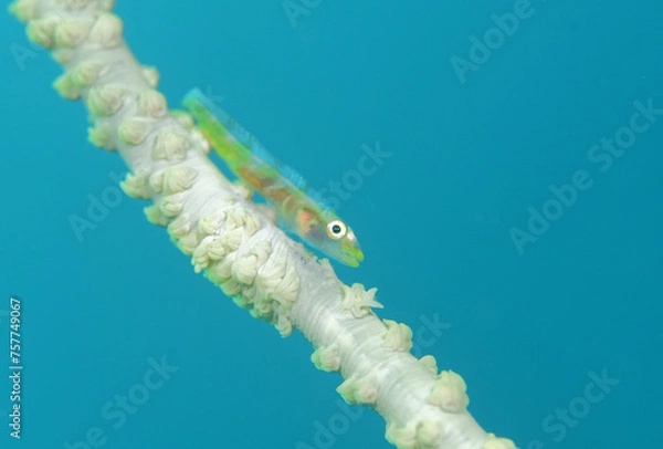 Obraz ムチカラマツに生きるガラスハゼ