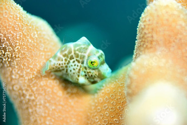 Obraz 可愛い幼魚　シマキンチャクフグ