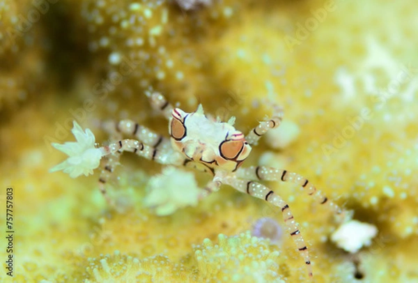 Obraz 目つきの悪いキンチャクガニ