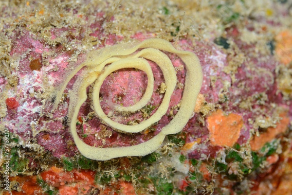 Obraz シンデレラウミウシの卵