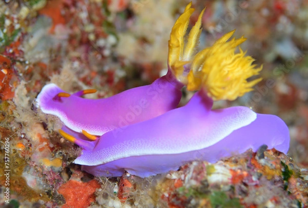 Obraz 2匹のシンデレラウミウシ