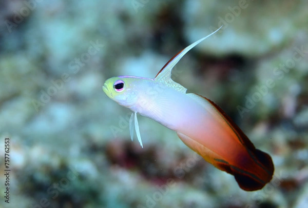 Obraz ハタタテハゼ　久米島