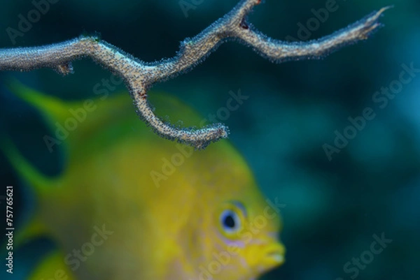 Obraz 卵を守るヤマブキスズメダイ　久米島