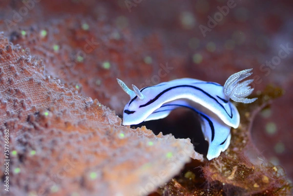 Obraz ミゾレウミウシ　久米島