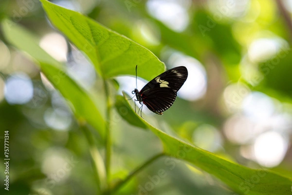 Obraz butterfly on a green leaf