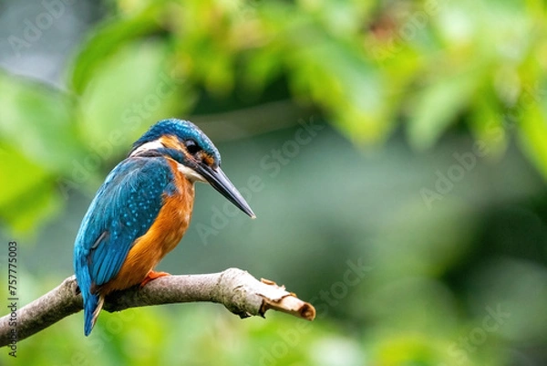 Fototapeta Colorful king fisher bird on a branch of a tree waiting to catch a fish in the Netherlands. Green leaves in the background.