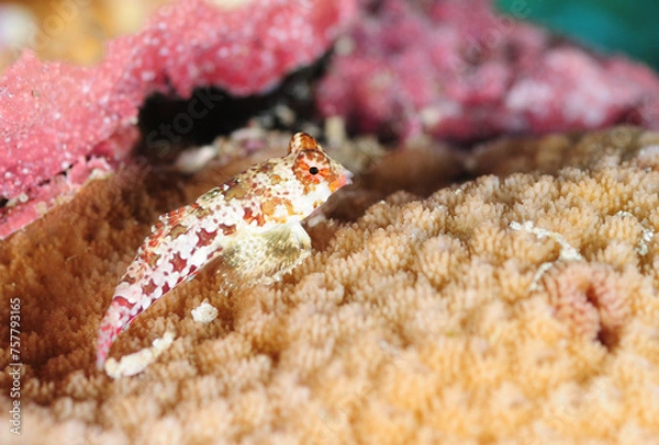 Obraz ミヤケテグリ　久米島