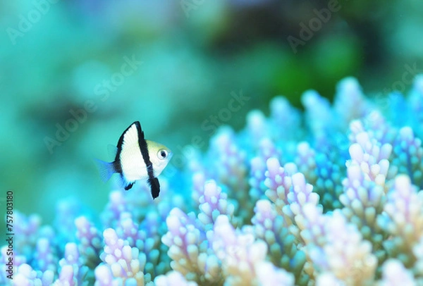 Obraz 可愛い幼魚　フタスジリュウキュウスズメダイ　久米島