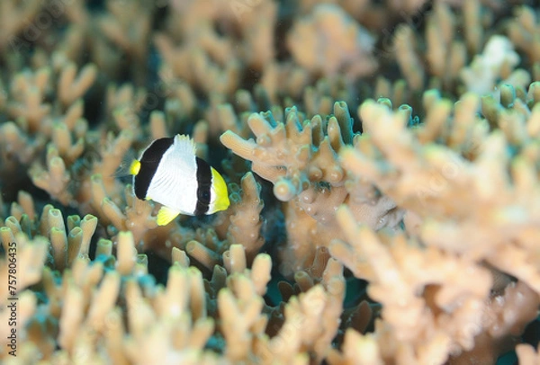 Obraz 可愛い幼魚　ヤリカタギ　久米島