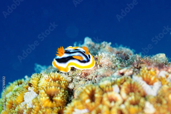 Obraz シライトウミウシ　久米島