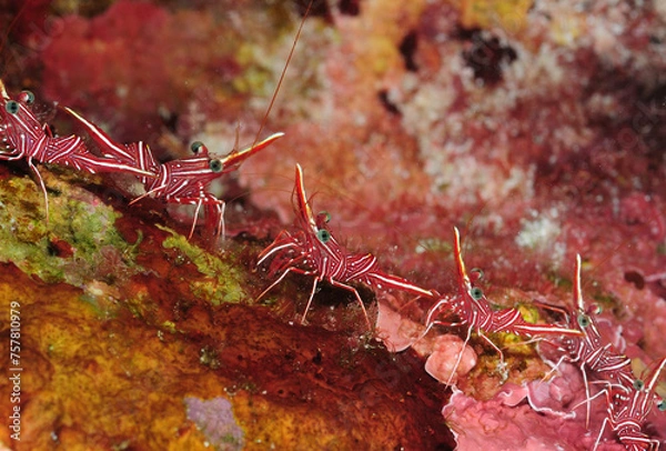 Obraz スザクサラサエビ　久米島
