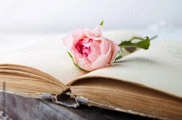 Fototapeta pink rose on an open old book