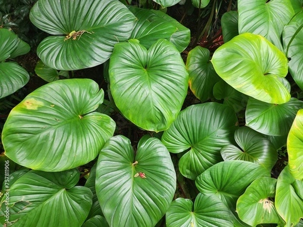 Obraz Homalomena rubescens (Roxb.) Kunth, King of Heart green heart shape.