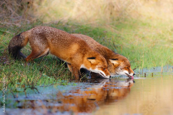 Obraz Drinking foxes