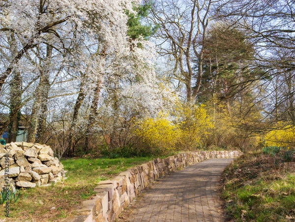 Fototapeta Walking path, Spring park with blooming fruit trees . Resting place in Braunschweig, Dowesee, Germany. Spring landscape