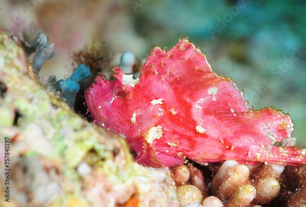 Obraz ハダカハオコゼ　久米島