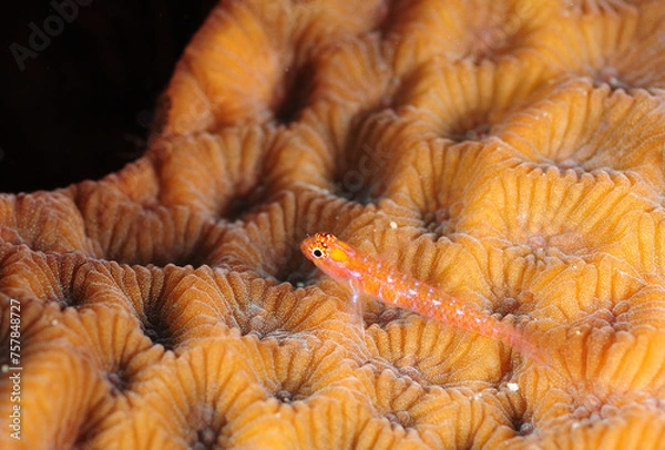 Obraz 小さなサンゴの上のウミタケハゼ　久米島