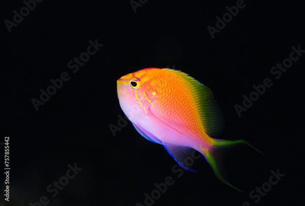 Obraz ハナゴンベ　久米島