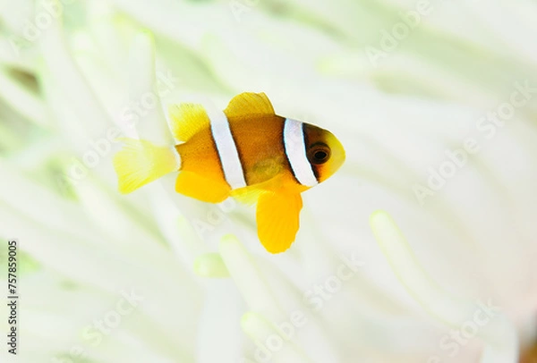 Obraz 白化したイソギンチャクに生きるクマノミの幼魚　久米島