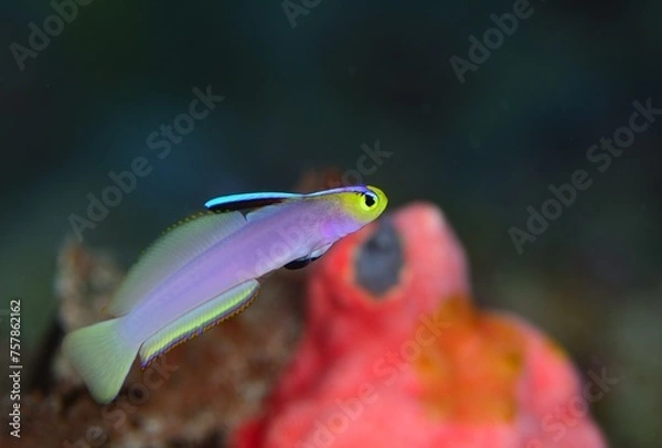 Obraz シコンハタタテハゼ　ヘルフリッチ　久米島