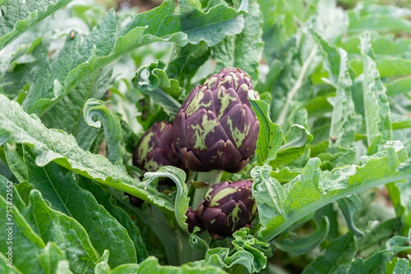 Obraz carciofi freschi