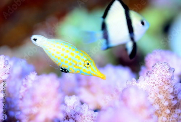 Obraz 斬新な模様のテングカワハギ　久米島