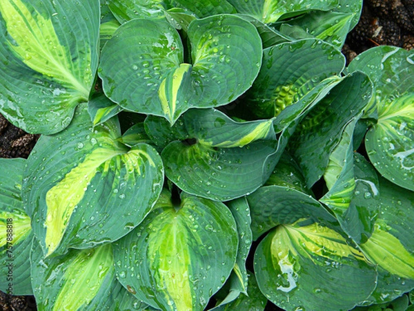 Fototapeta Hosta (funkia) bylina o ozdobnych liściach, odmiana Lakeside Cupcake, zbliżenie na mokre liście pokryte kroplami wody
