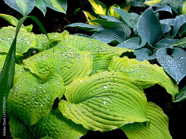 Fototapeta Hosta (funkia) bylina o ozdobnych liściach, odmiana Piedmont Gold, zbliżenie na mokre liście pokryte kroplami wody