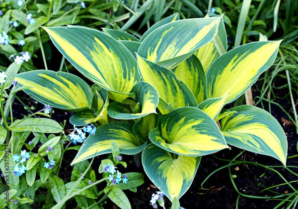 Fototapeta Hosta (funkia) bylina o ozdobnych liściach, odmiana June