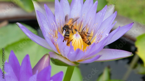 Obraz Bee sucks nectar