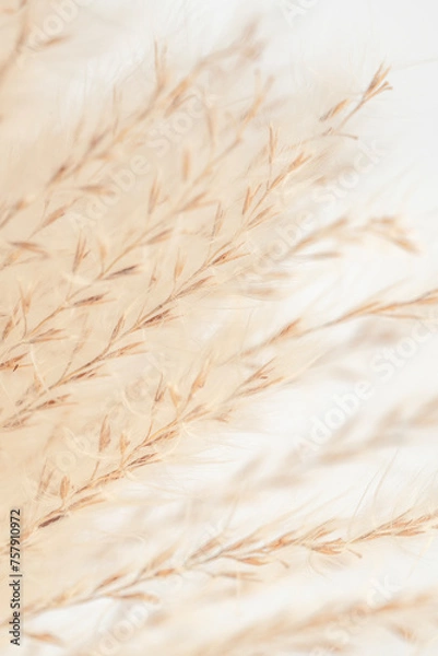 Fototapeta Fluffy beige dried fragile flowers vertical with light background macro