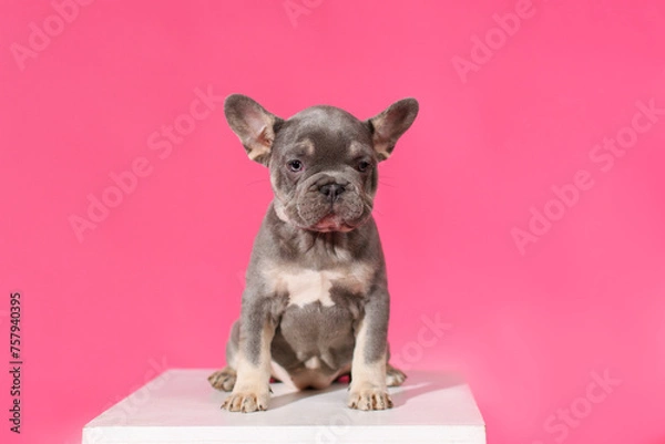 Fototapeta Blue French Bulldog puppy sitting on a white cube on a pink background in the studio