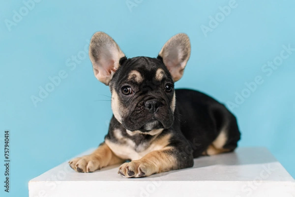 Fototapeta French bulldog puppy lying on a white cube on a blue background in the studio