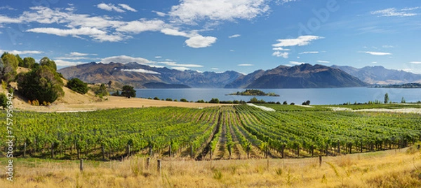 Obraz Rippon Weinberge, Ruby Island, Lake Wanaka, Otago, Südinsel, Neuseeland