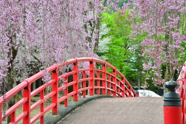 Obraz 桜花満開の越後湯沢中央公園の風景