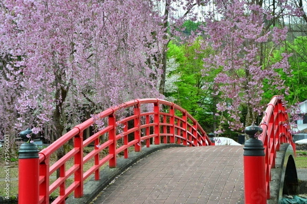 Obraz 桜花満開の越後湯沢中央公園の風景